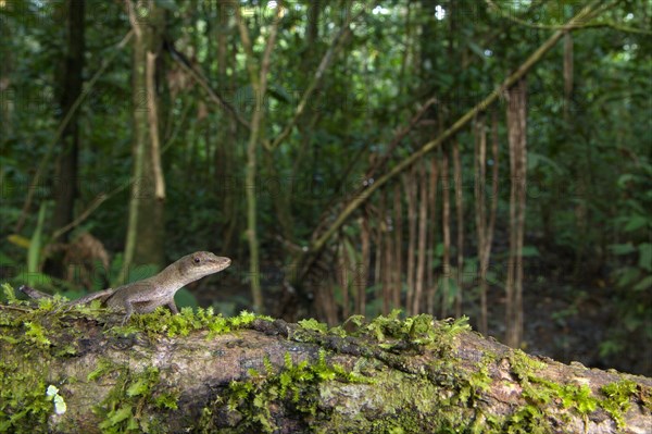 Slender adult Anolis fuscoauratus
