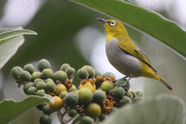 Ganges White-eye