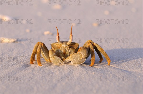 Horned Ghost Crab