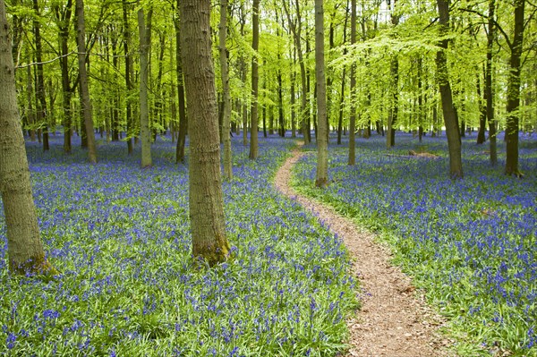 Hyacinthoides non-scripta