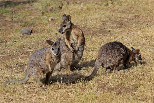 Tammar Wallaby