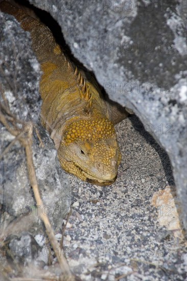 Druse head