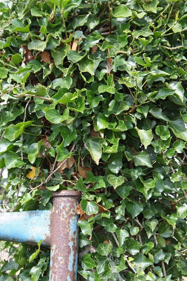 Common ivy