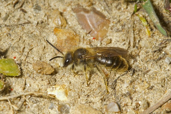 Sand bee