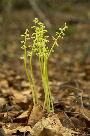 Early Coralroot