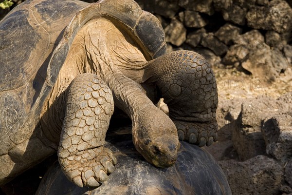Testudo elephantopus