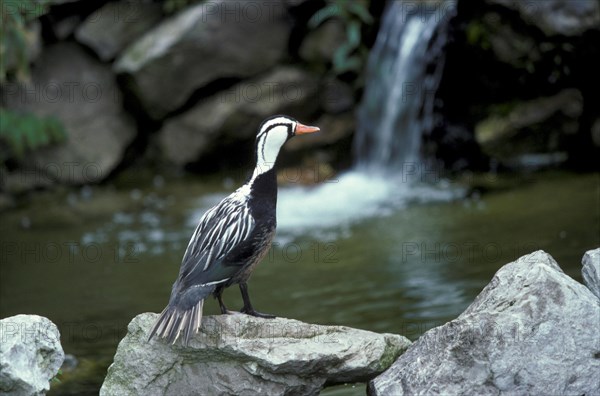 Torrent duck