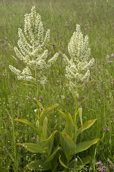 White False Helleborine