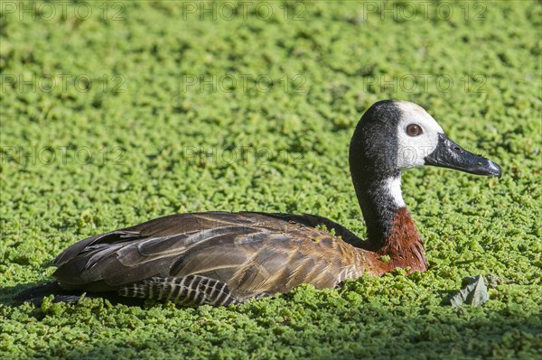 White-faced whistling duck