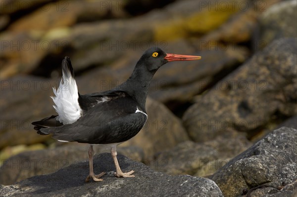 Magellanic Oystercatcher