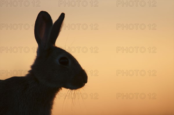 European Rabbit