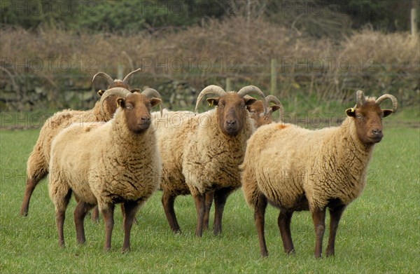 Domestic sheep