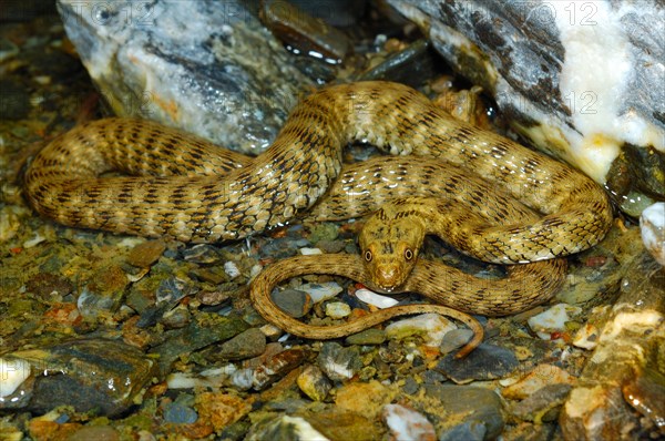 Dice Snake