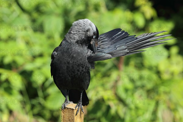Adult western jackdaw