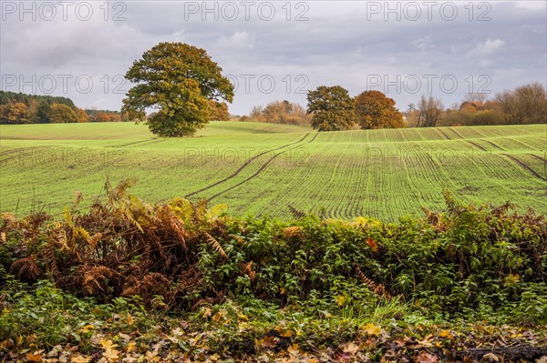 View of arable farmland with mature trees in field