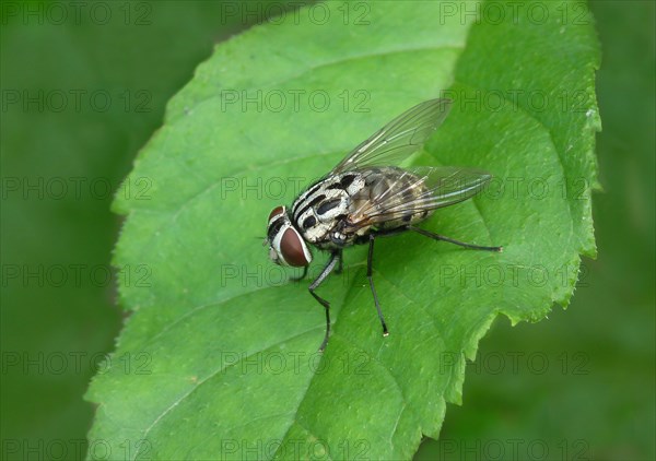 Spotted house fly