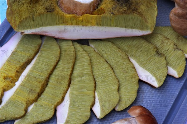 King bolete