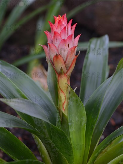 Guzmania osyana