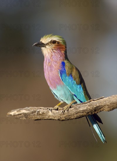 Lilac breasted roller