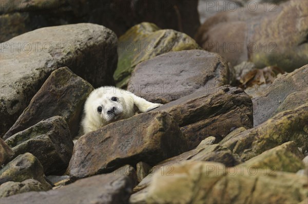 Grey Seal