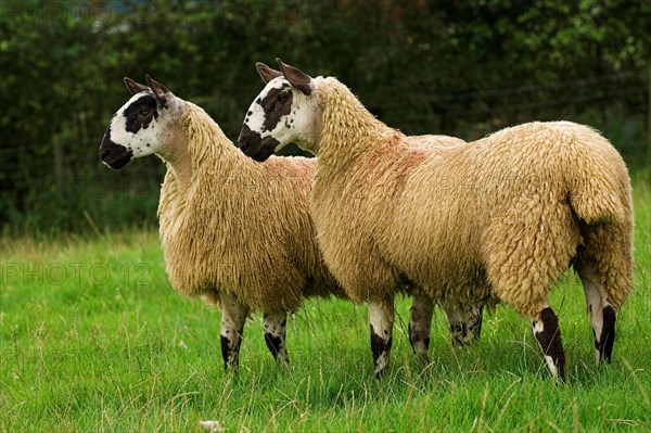 Domestic Sheep