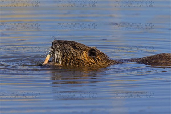 Coypu