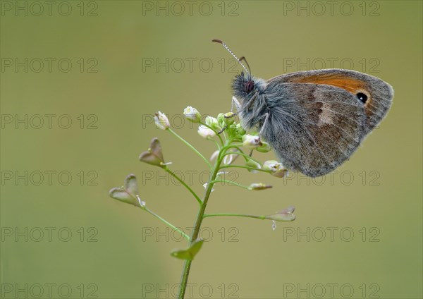 Small heath