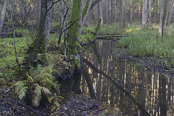 The Briese river in autumn in the Briese Valley landscape conservation area near Berlin