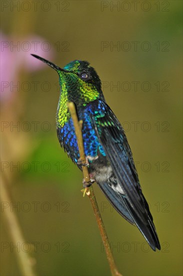 Green-crowned nymph