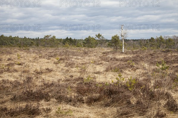 Moorland