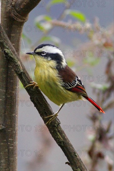 Red-tailed Minla