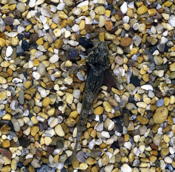 Bullhead
