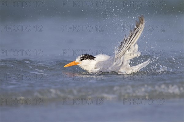 Royal tern