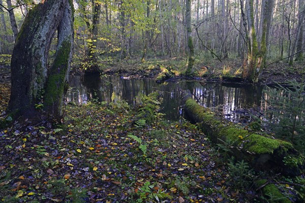 The Briese river in autumn in the Briese Valley landscape conservation area near Berlin