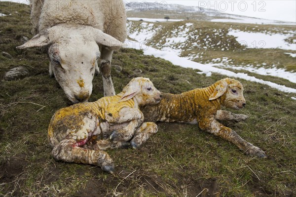 Domestic Sheep