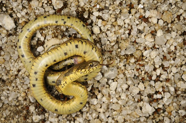 Viperine Snake