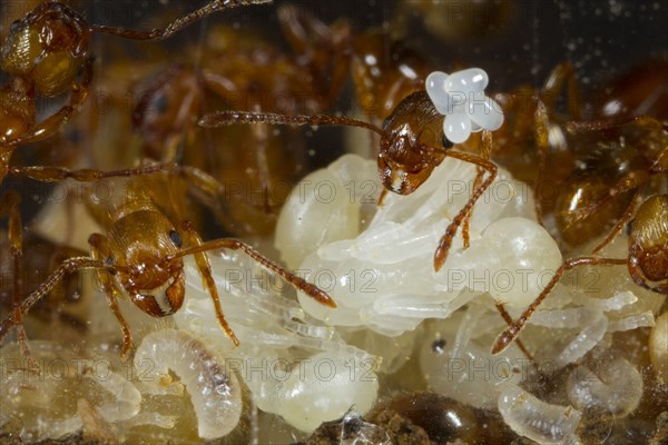 Red garden ant