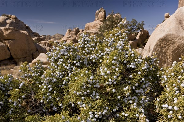 California juniper