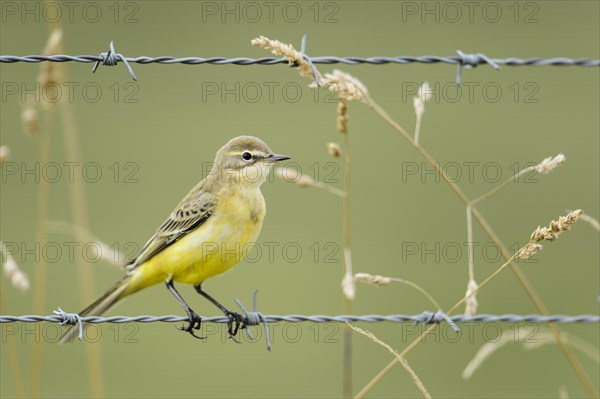 Yellow wagtail
