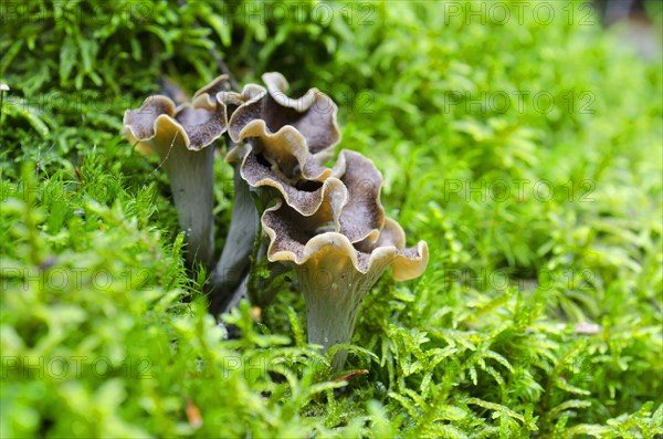 Autumn Trumpet