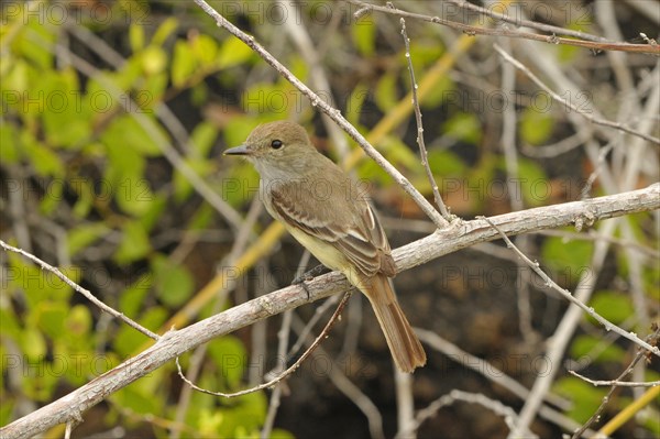 Broad-billed Flycatcher