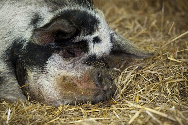 Domestic pig