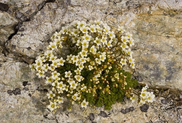 Musky Saxifrage