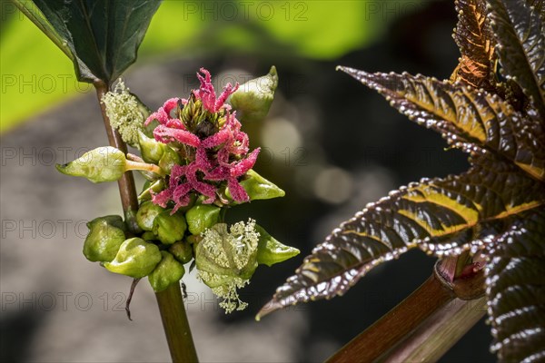 Female flowers of castorbean