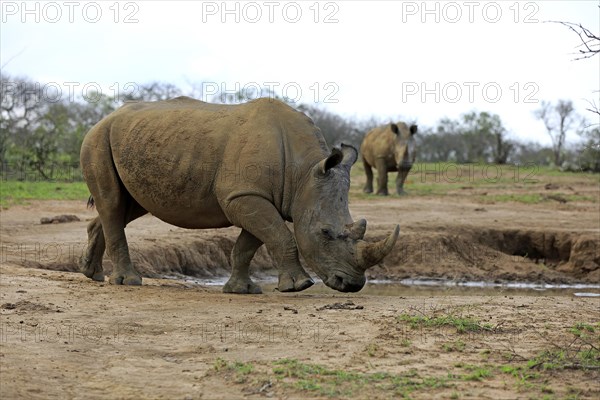 White rhinoceros