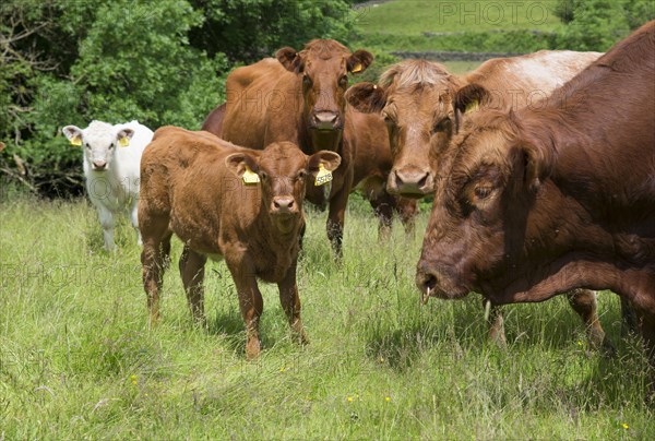 Domestic cattle