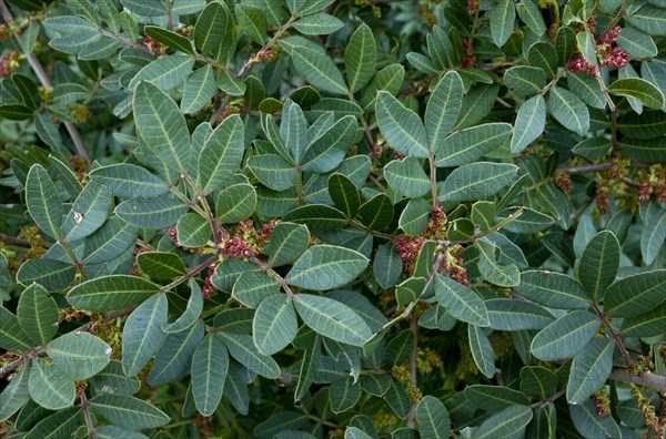 Mastic Tree