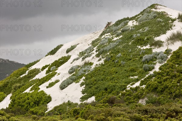 Partly-vegetated high dunes habitat on west coast