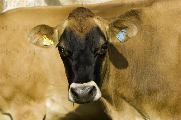 Domestic cattle
