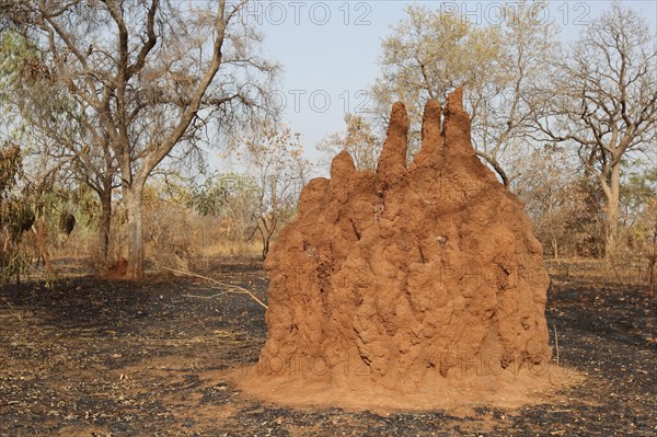Termite